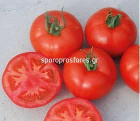 Tomatoes Vitellio F1