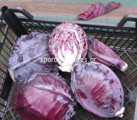 Red Cabbage Varna F1