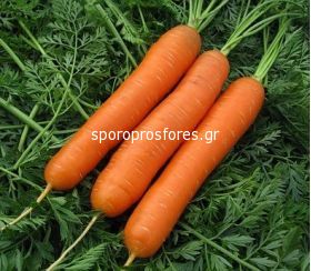 Carrots Saturno F1