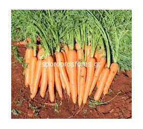 Carrots Senator F1