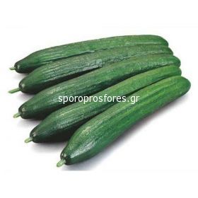Cucumber Strategos