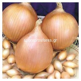 Onions Wolska