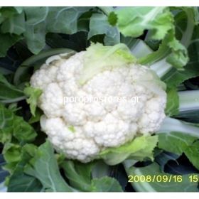 Cauliflower Aviso (Aviso)