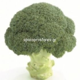 Broccoli Aquiles (Aquiles F1)