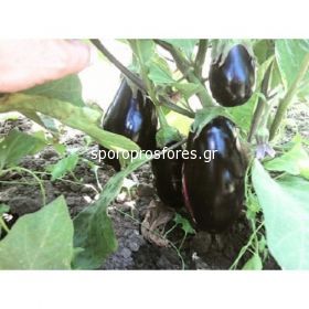 Eggplants Galin (Galine)