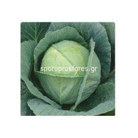Cabbage SF CL 14001 F1 -Hayko (alternative)