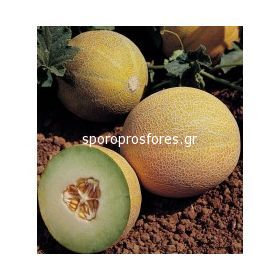 Melons Lavigal F1