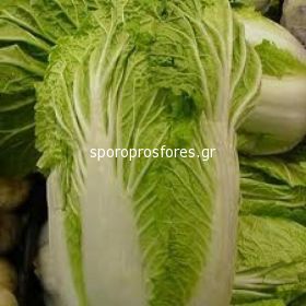 Chinese cabbage Manoko