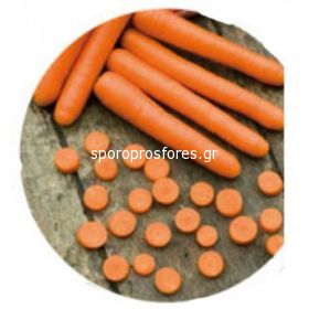Carrots Bolero (Bolero F1)