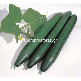 Cucumber AG 23421