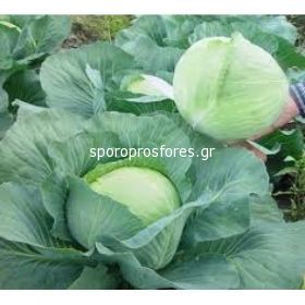 Cabbage Agressor (Agressor)