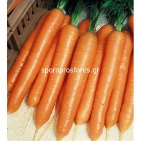 Carrots Almaro (Almaro F1)