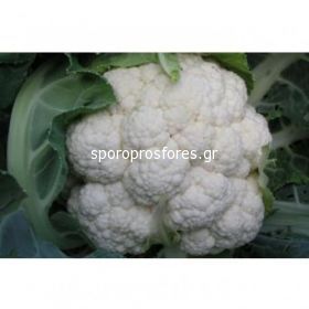 Cauliflower Amazing (Amazing)