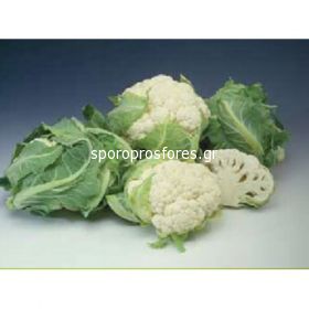Cauliflower Amerigo (Amerigo)