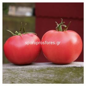 Tomatoes Aphen F1