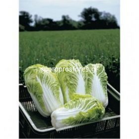 Chinese Cabbage Bilko (Bilko)
