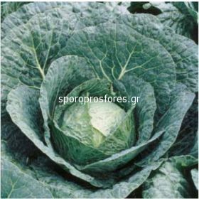 Cabbage Belada (Belada F1)