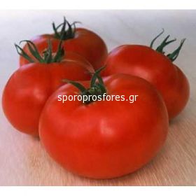 Tomatoes Amaral F1 (Lycopersicum esculentum Mill)