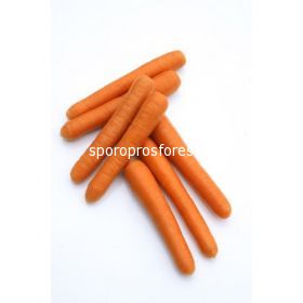 Carrots Bolero (Bolero F1)