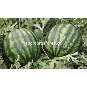 Watermelons Bostana F1