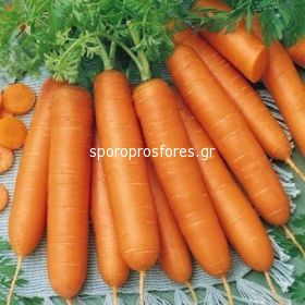 Carrots Carboli F1