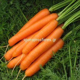 Carrots Carvejo