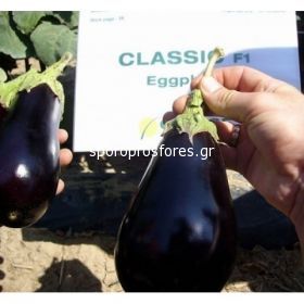 Eggplant Classic (Classic)