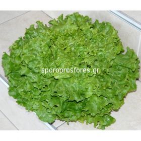 Salads Donertie (Donertie)