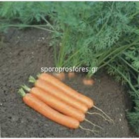 Carrots Dordogne (Dordogne F1)