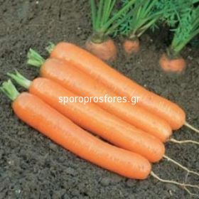 Carrots Dordogne (Dordogne F1)