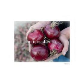Onions Electric (Electric F1)