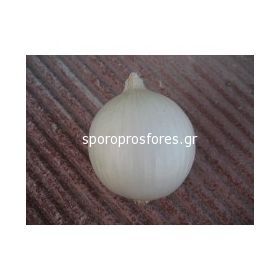 Onions Hidras (Hidras F1)