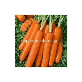 Carrots Coral F1