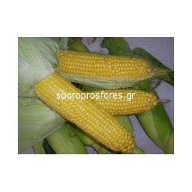 Sweet Corn Legend (Legend F1)