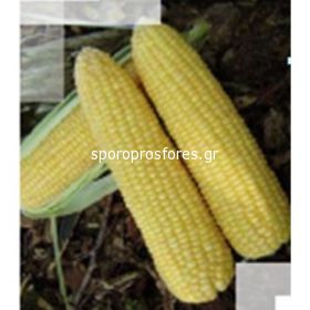 Sweet Corn HMX 6384 F1 (Mercato)