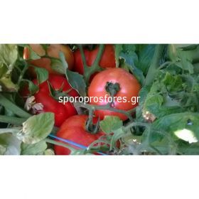 Tomatoes Red Morning F1