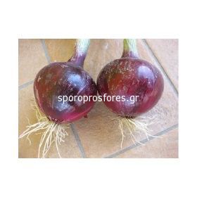 Onions Tropea (Tropea F1)