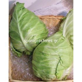 Cabbage Cape Horn F1