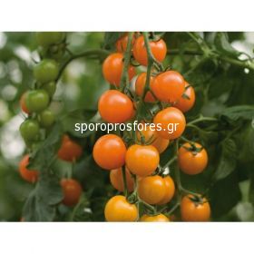 Tomatoes Toromjina F1