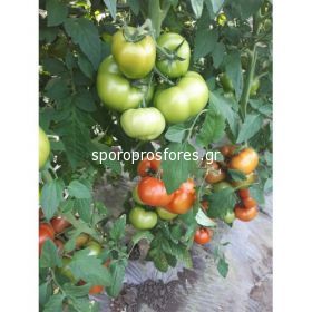 Tomatoes Vitara F1 (Runner)