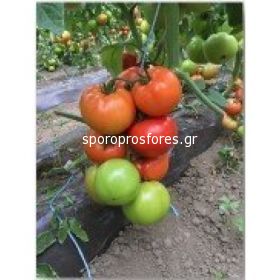 Tomatoes Restler F1
