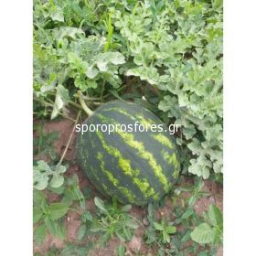 Watermelon Caliber F1