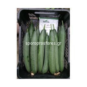 Cucumber SV 5047 CE F1