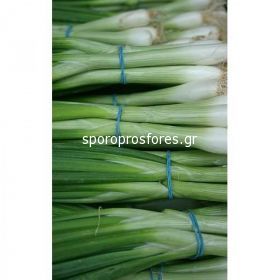 Green Onions Bunching Star F1