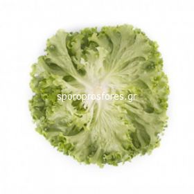 Salad Impression F1