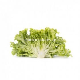 Salad Impression F1