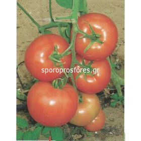 Tomatoes 7021 f1