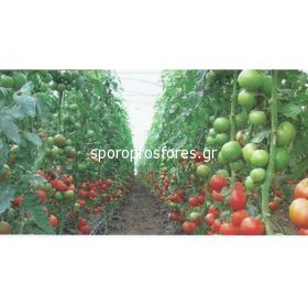 Tomatoes 7021 f1