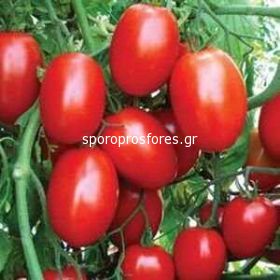 Tomatoes CXD 142 F1