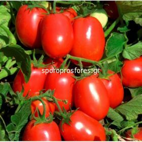 Tomatoes Rio Fuego